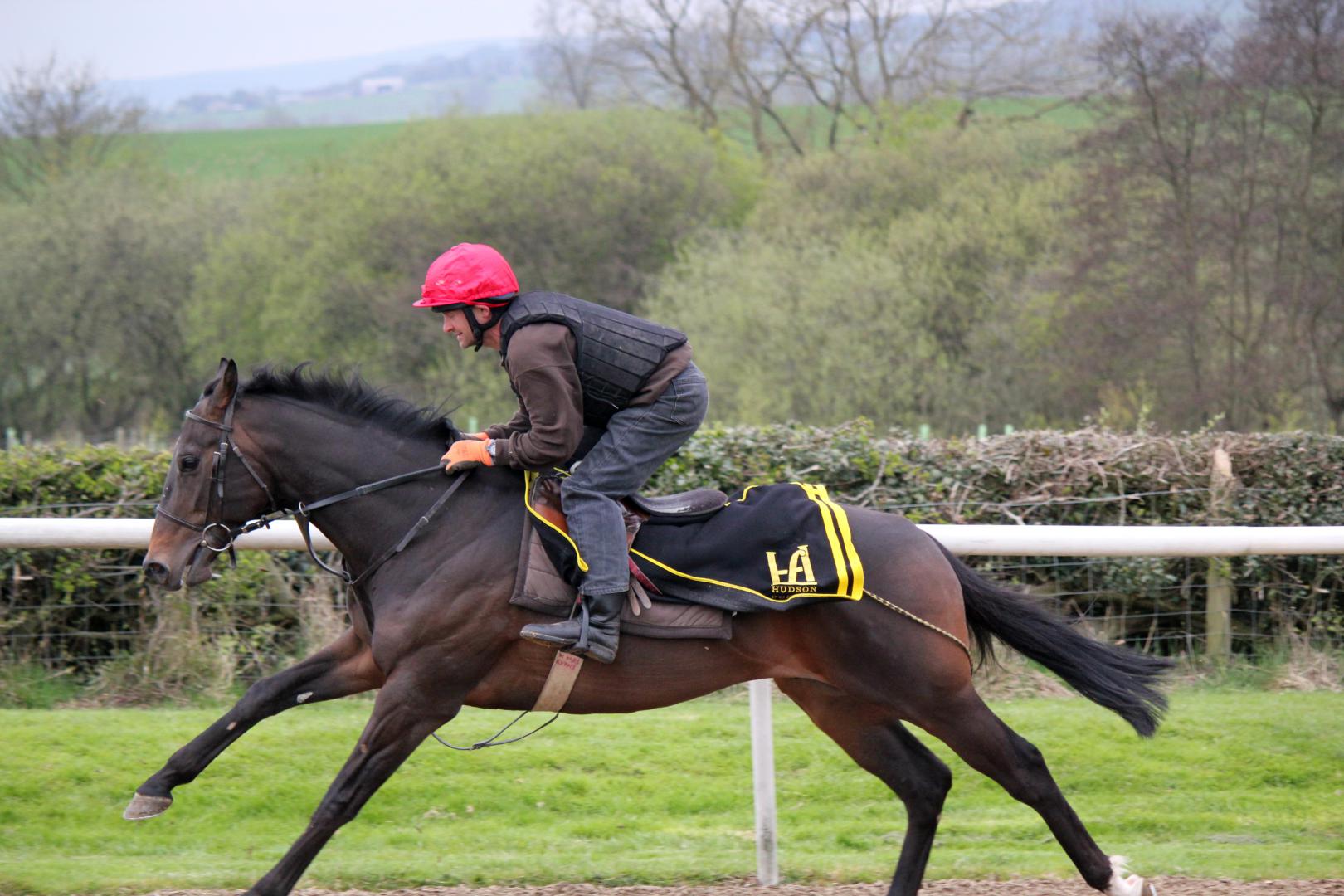 Racehorse Trainer 3 year old horse in training Ann Duffield