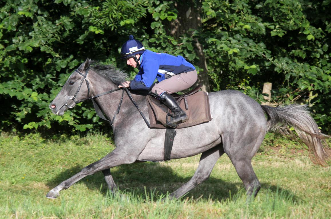 Racehorse Trainer 3 year old horse in training Ann Duffield